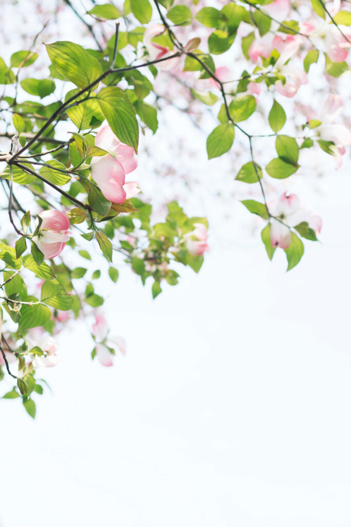 Serene Tree Wallpaper: Pink Flowers & Lush Green Leaves Background