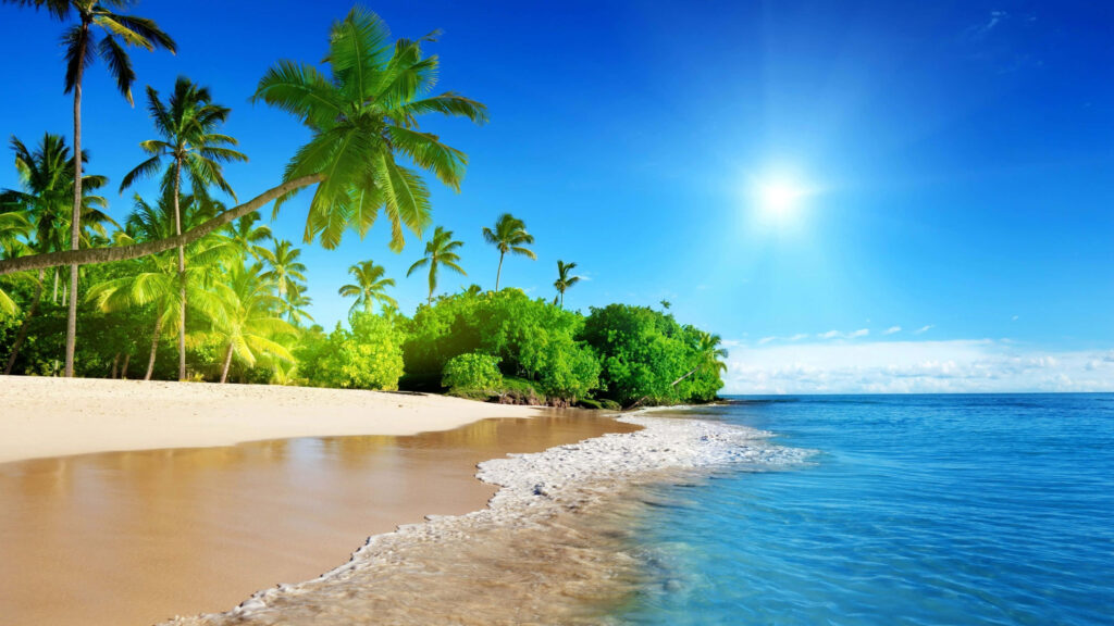 Serene Beach Morning: Lush Palm Trees & Gentle Waves HD Wallpaper