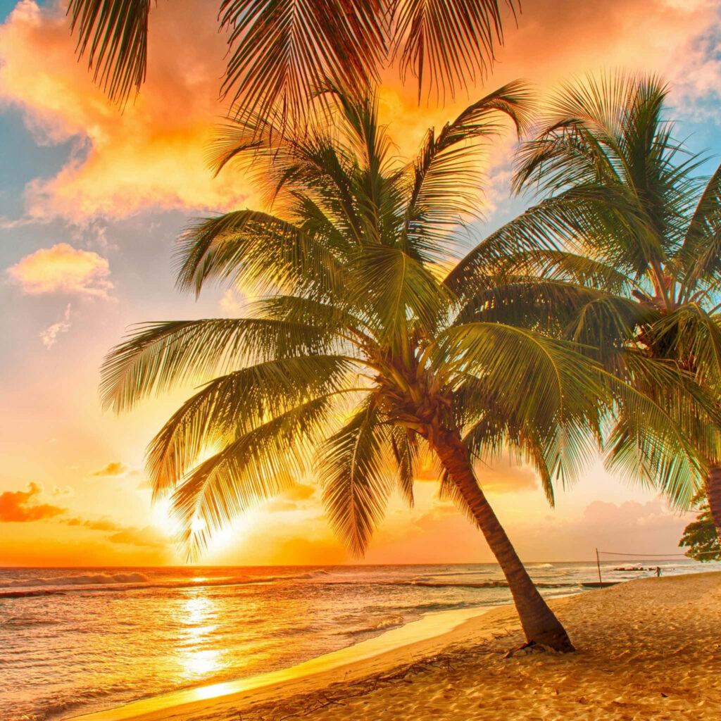 Serene Tropical Beach Wallpaper: Sunset with Palm Trees & Waves