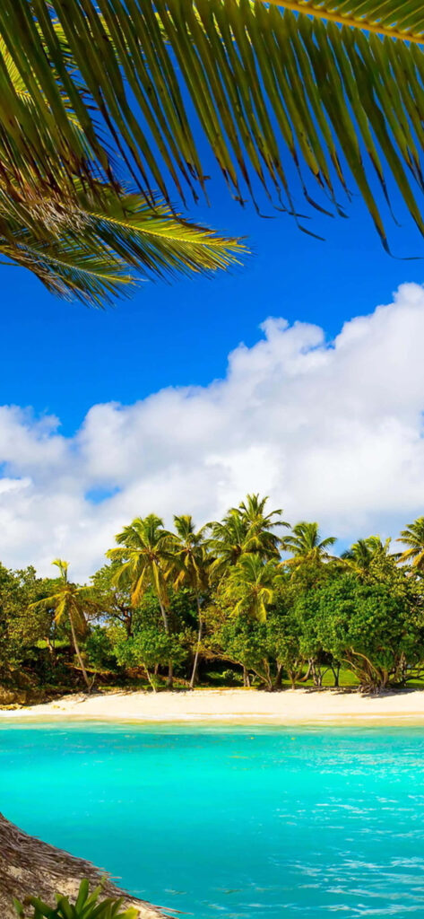 Serene Tropical Beach Wallpaper: Turquoise Waters & Lush Palms