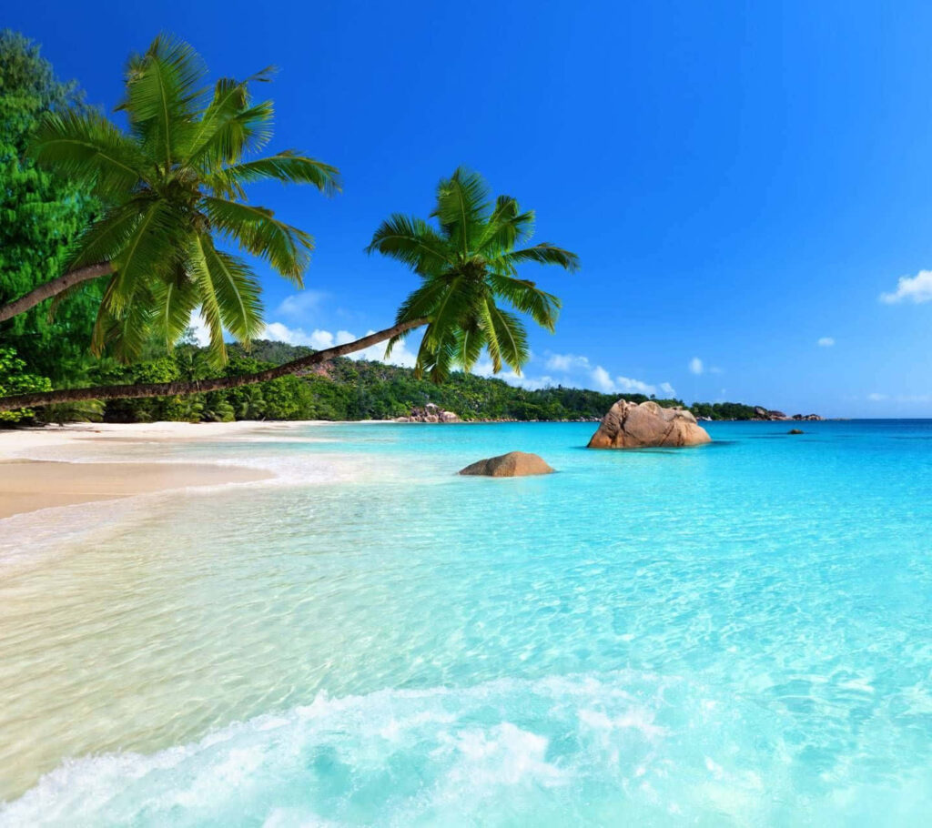 Serene Beach Paradise: Turquoise Waters & Palm Trees Under Blue Sky Wallpaper
