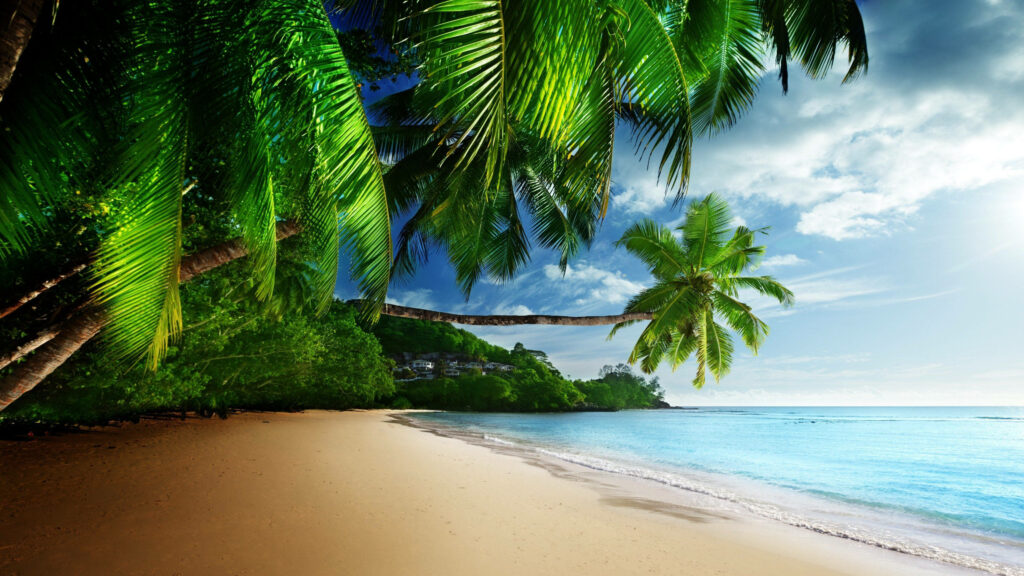 Tropical Beach Paradise Wallpaper: Lush Palm Trees & Turquoise Waters