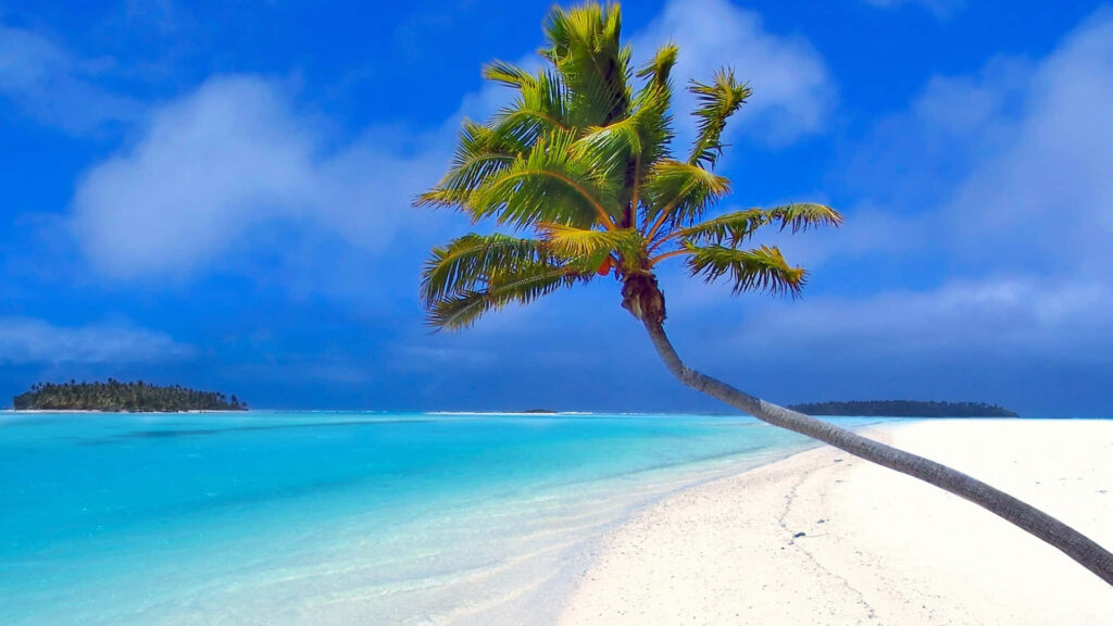 Tranquil Beach Scene: Palm Tree, Turquoise Waters & White Sand Bliss Wallpaper