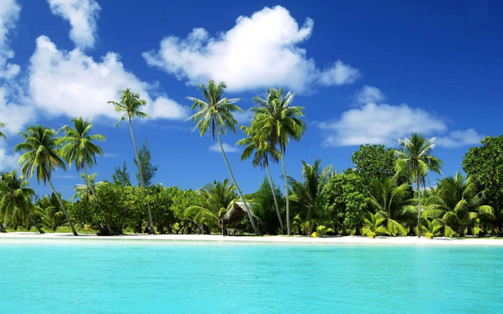 Serene Tropical Beach Wallpaper with Palm Trees and Turquoise Waters