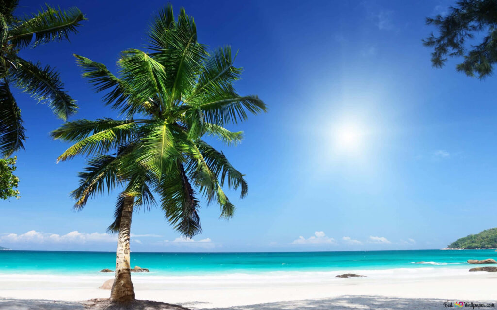 Tropical Beach Wallpaper: Serene Palm Trees & Turquoise Waters