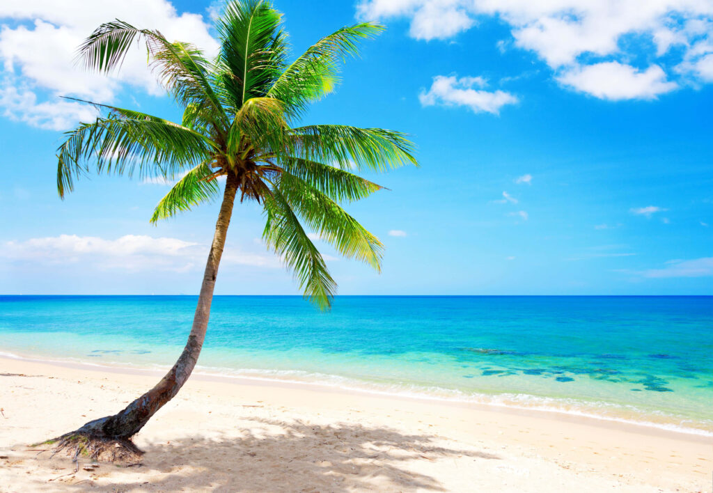 Serene Tropical Beach Wallpaper: Relaxing Ocean & Palm Tree Scene