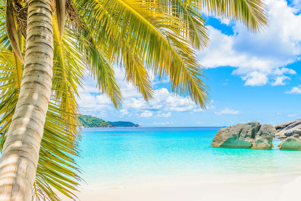 Tranquil Tropical Beach: Turquoise Waters & Lush Palm Paradise Wallpaper