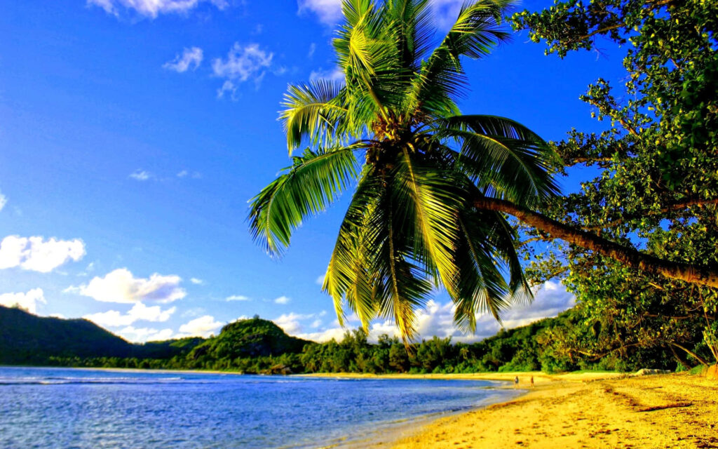 Serene Tropical Beach Wallpaper: Vivid Sky & Lush Palm Trees
