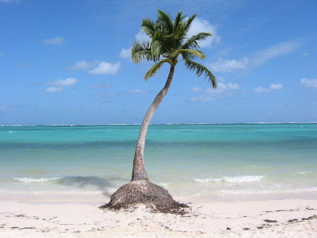 Tropical Beach Wallpaper: Serene Palm Tree & Turquoise Waters
