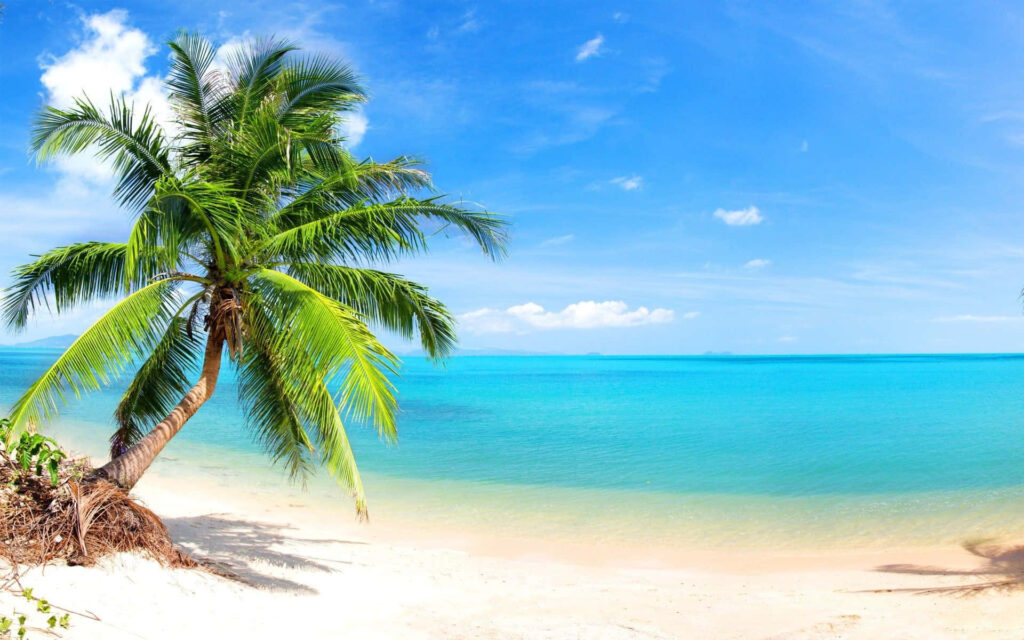 Serene Tropical Beach Wallpaper: Palm Tree & Turquoise Waters