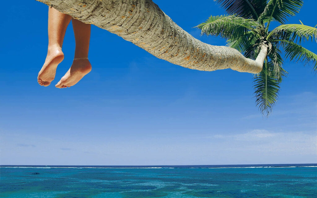 Tranquil Tropical Beach Wallpaper with Palm Tree & Clear Ocean