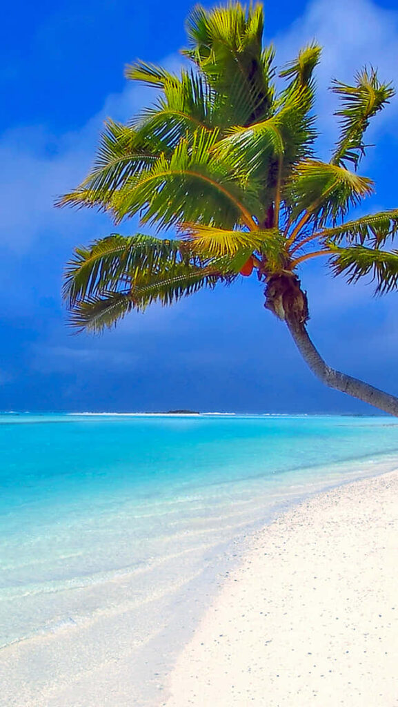 Tropical Beach Paradise: Palm Tree on Pristine Sandy Shore Background Wallpaper