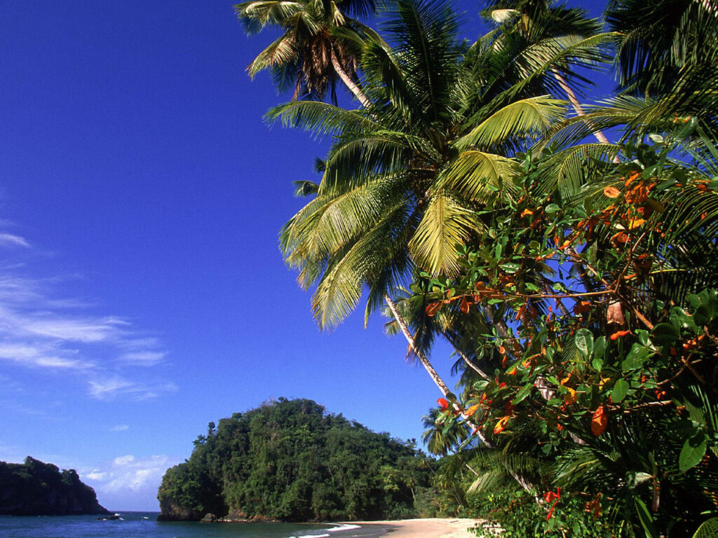 Serene Beach Wallpaper: Lush Palms & Tranquil Tropical Vibes