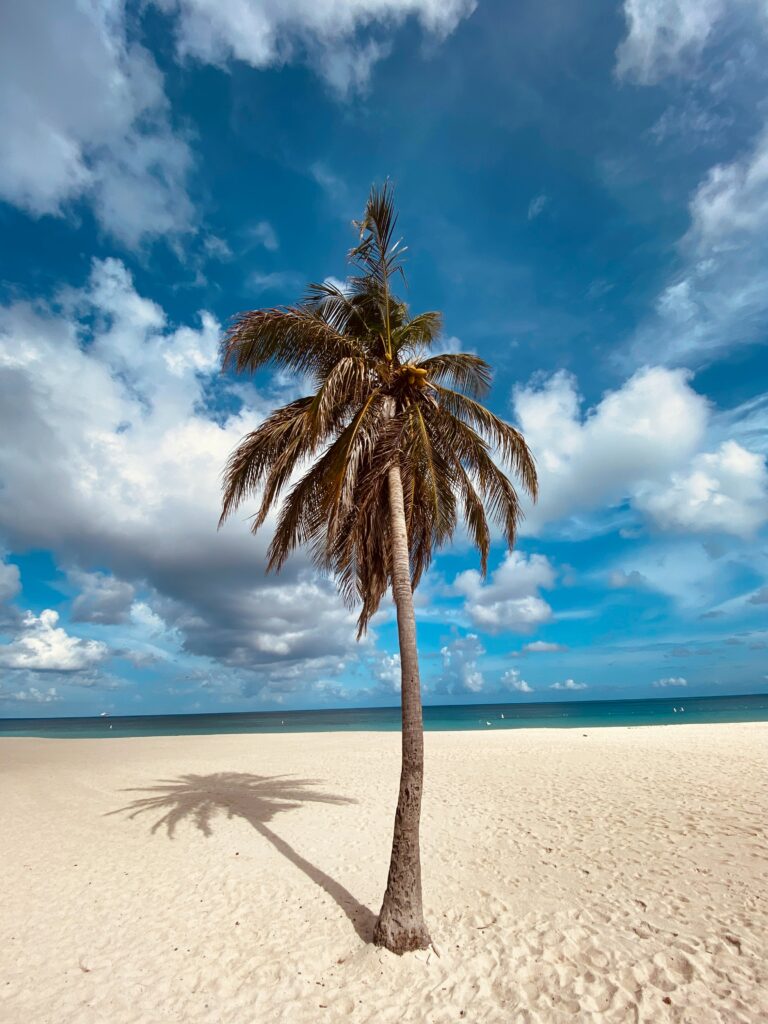 Tall palm tree on sandy beach under blue sky with white clouds serene tropical getaway wallpaper