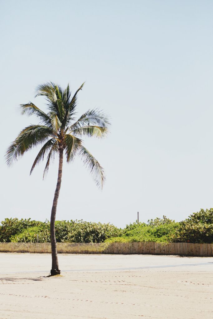 Tall single palm tree on sandy beach with green bushes clear sky tropical coastal scene wallpaper