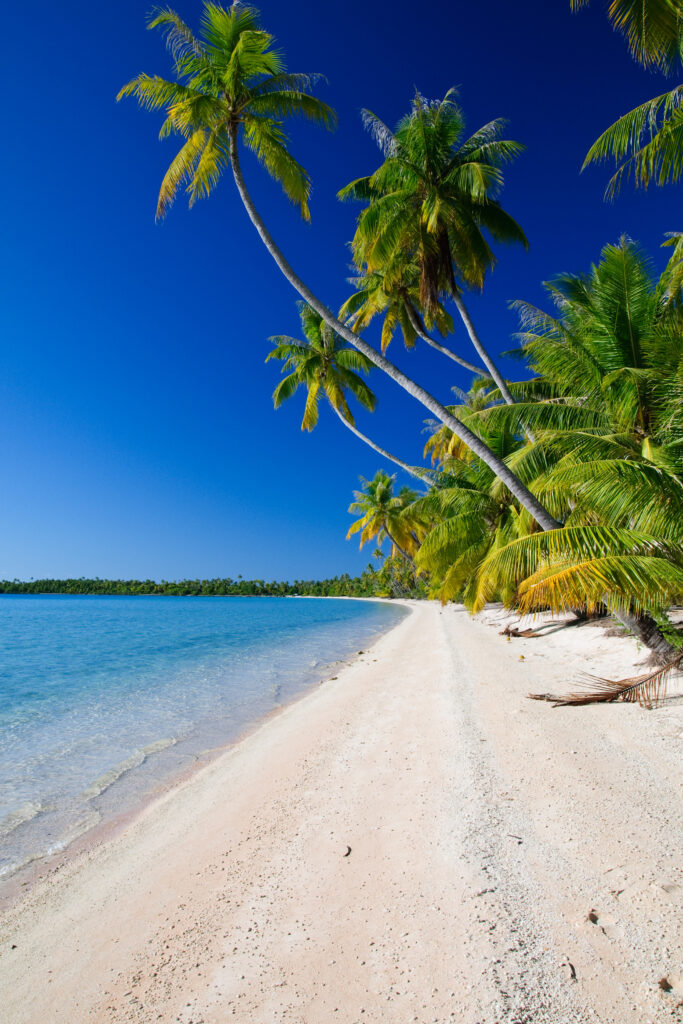 Tropical beach wallpaper with turquoise water palm trees white sand and clear blue sky paradise