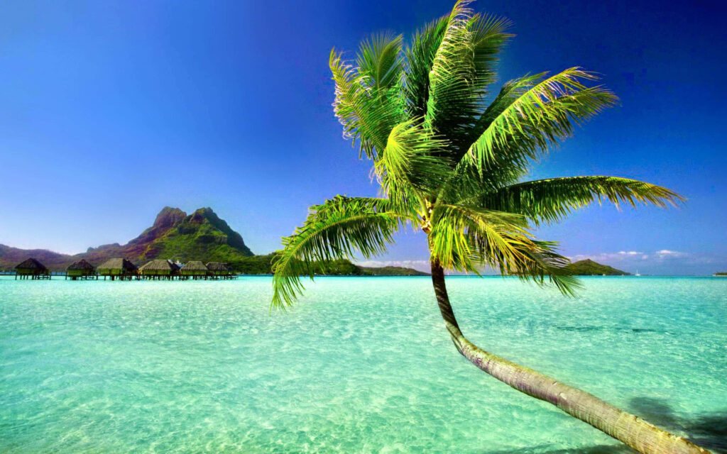 Serene Tropical Island Wallpaper with Palm Tree & Overwater Bungalows