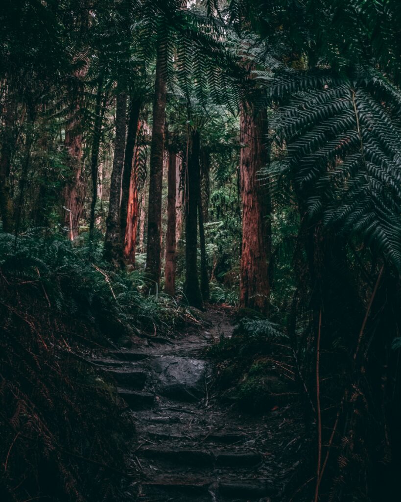 Lush jungle path through tall trees and dense ferns in tropical forest with light and shadow Wallpaper