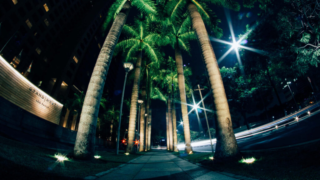 Tropical Urban Night: Serene Palm Tree Street Wallpaper Background