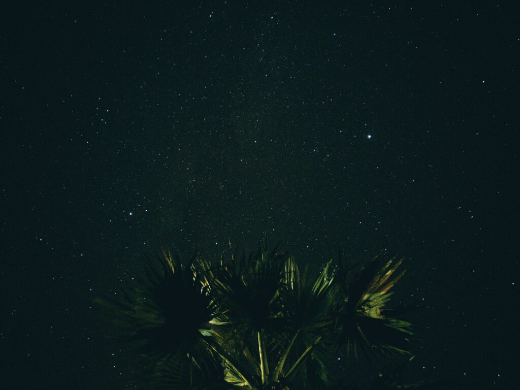 Silhouetted palm tree under starry night sky with deep blue and green tropical background Wallpaper