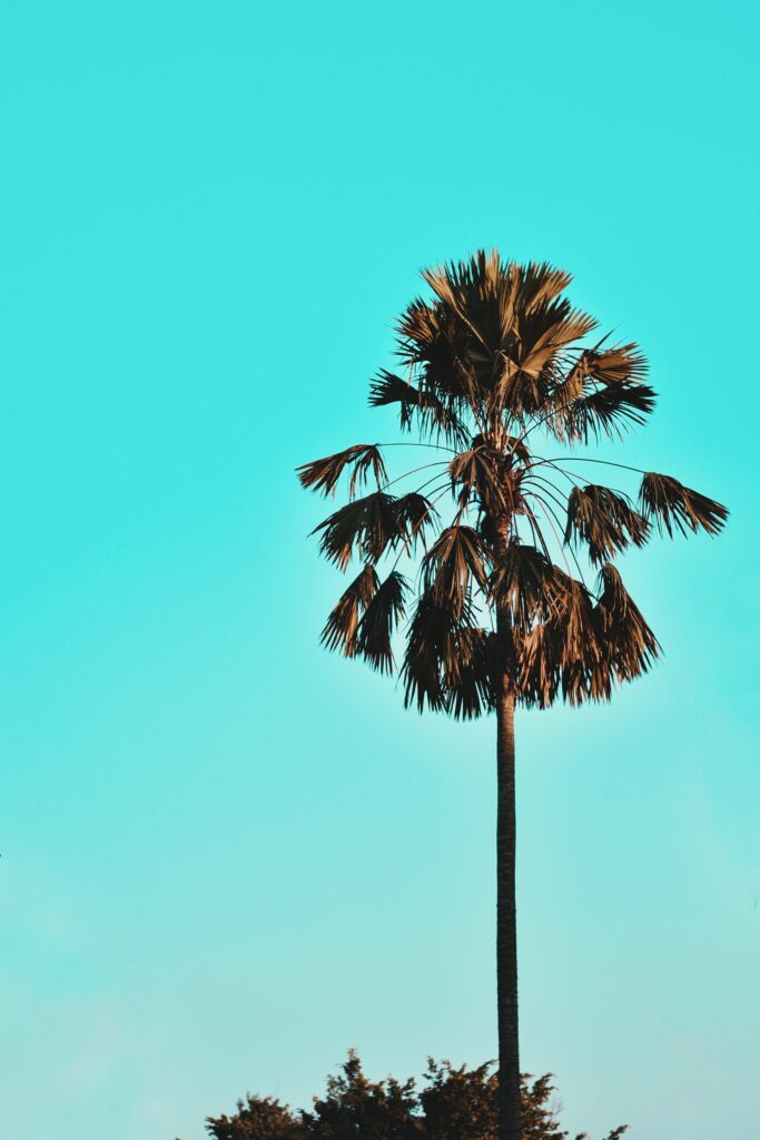 Tall palm tree with lush green leaves against vibrant blue sky for tropical summer wallpaper