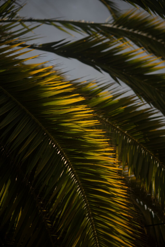 Tropical Palm Tree Close-Up: Lush Green Leaves Wallpaper Background