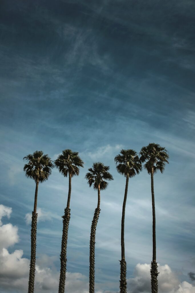 Five tall palm trees silhouetted against a dramatic tropical sky with deep blue hues wallpaper