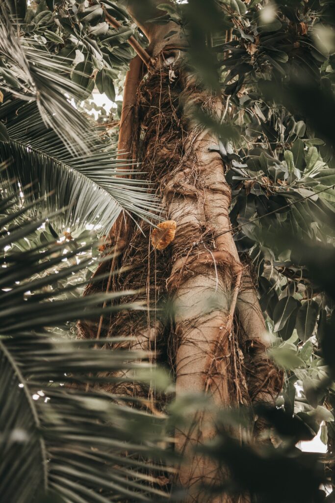 Close-up of textured palm tree trunk with lush green tropical leaves in serene natural setting Wallpaper