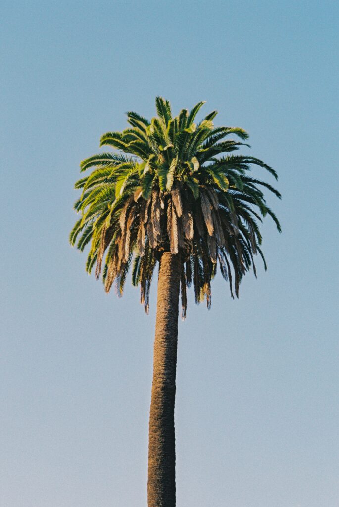 Tall vibrant palm tree with green fronds against clear blue sky serene tropical wallpaper background