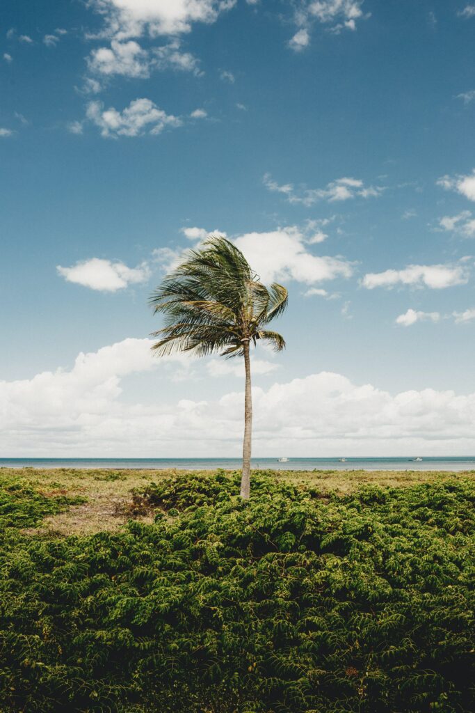 Solitary palm tree by tropical coastline with lush greenery against bright blue sky and clouds Wallpaper