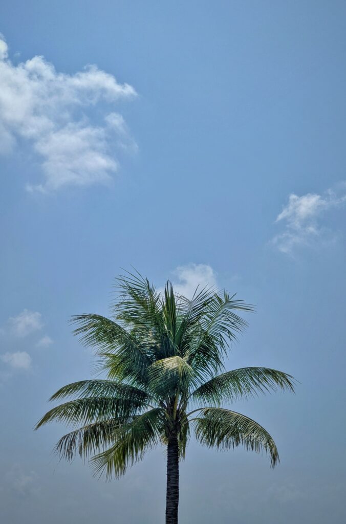 Tall palm tree with lush green leaves under clear blue sky and soft wispy clouds tropical wallpaper