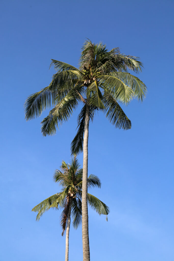 Two tall palm trees with lush green leaves sway gently against a clear blue tropical sky Wallpaper