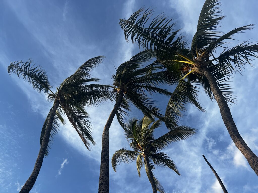 Bottom view of tall palm trees with blue sky and clouds tropical island wallpaper background
