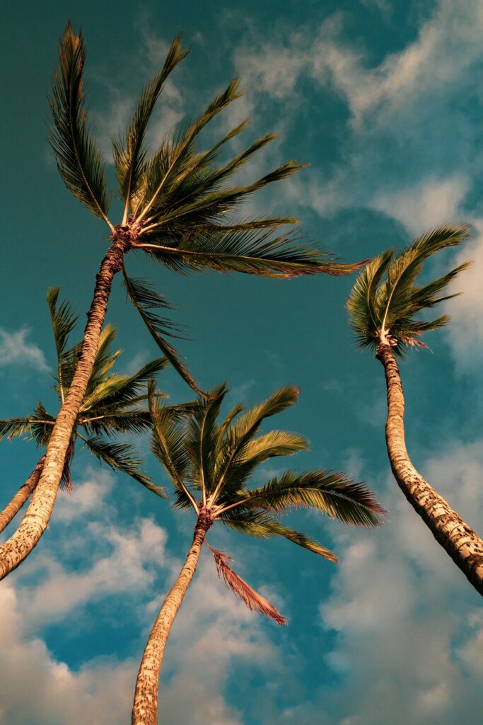 Tall palm trees sway under a blue sky with fluffy clouds creating a serene tropical scene Wallpaper