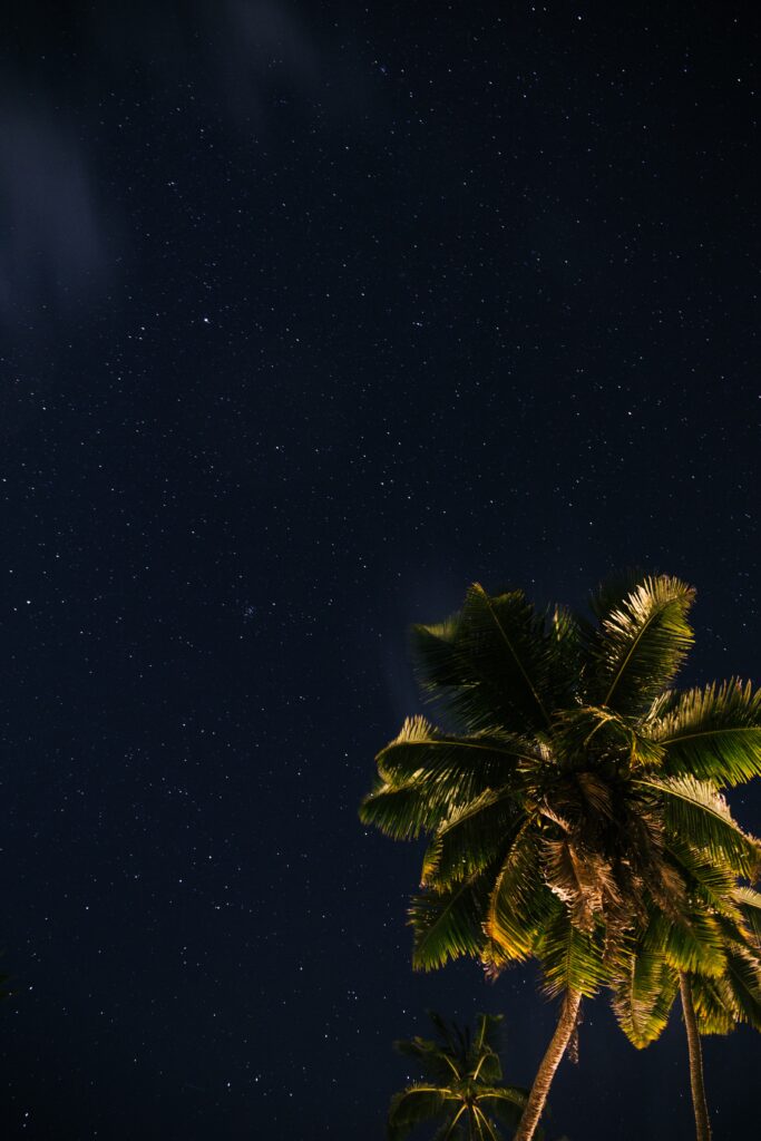 Serene tropical wallpaper with tall palm trees under a vast starry night sky background