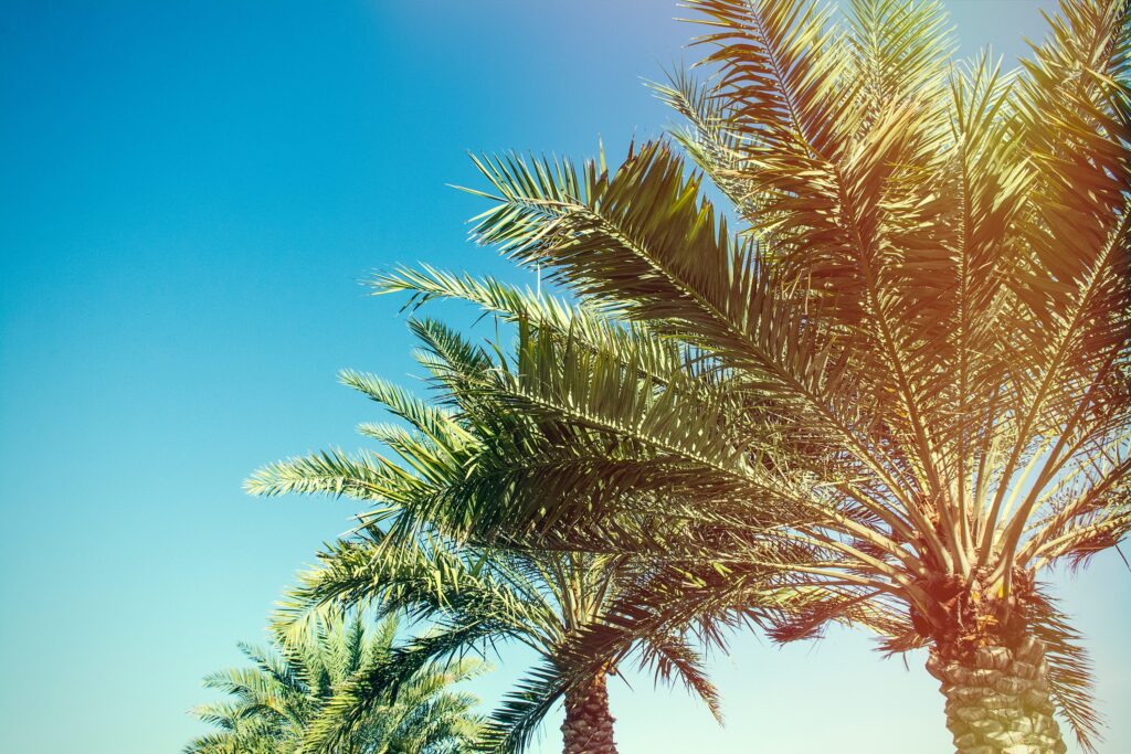 Tall palm trees with green leaves lit by sunlight against a clear blue sky tropical wallpaper background