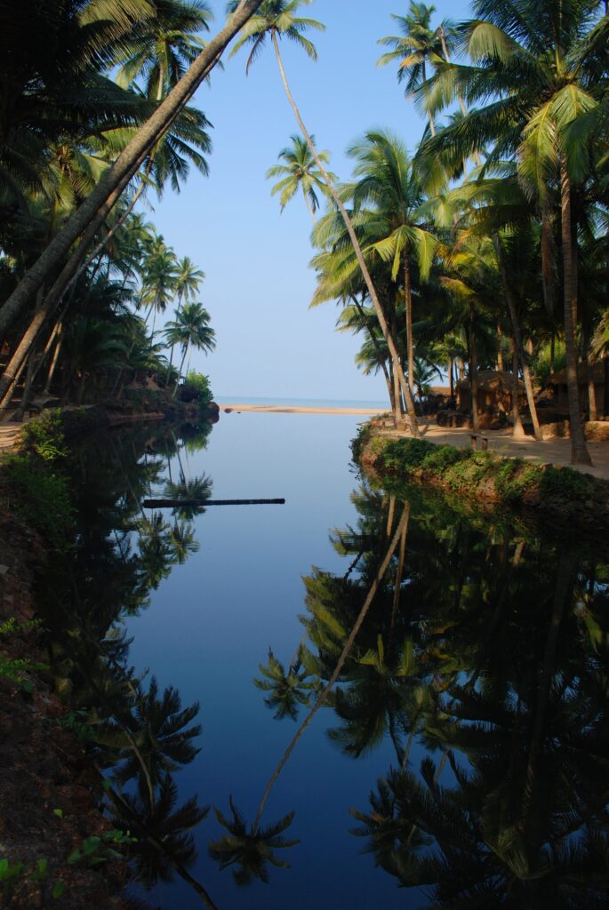 Serene tropical palm trees along calm waterway with clear reflections under vibrant blue sky Wallpaper