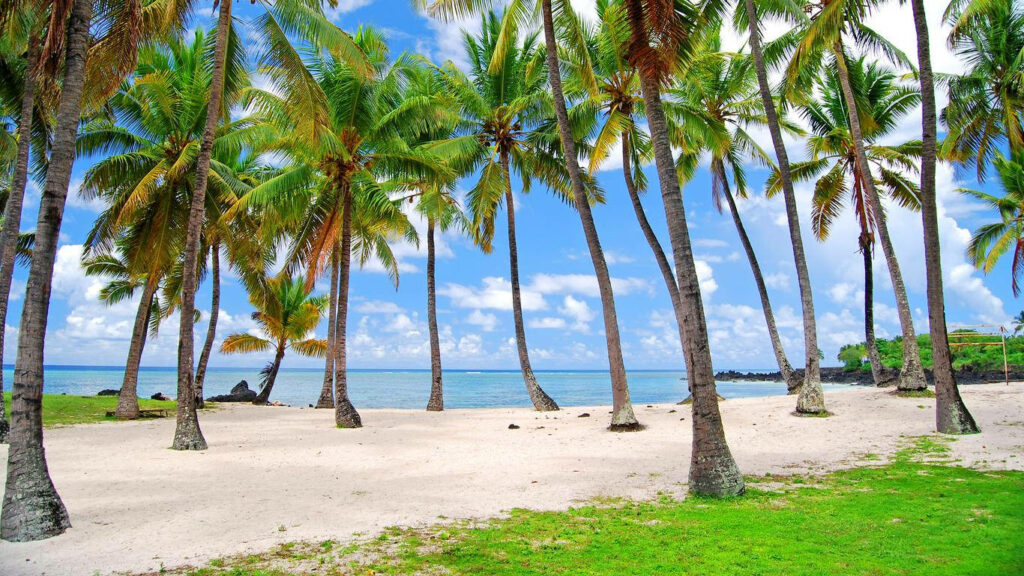 Tropical Paradise: Soft Sand & Palm Trees Under Blue Skies Wallpaper