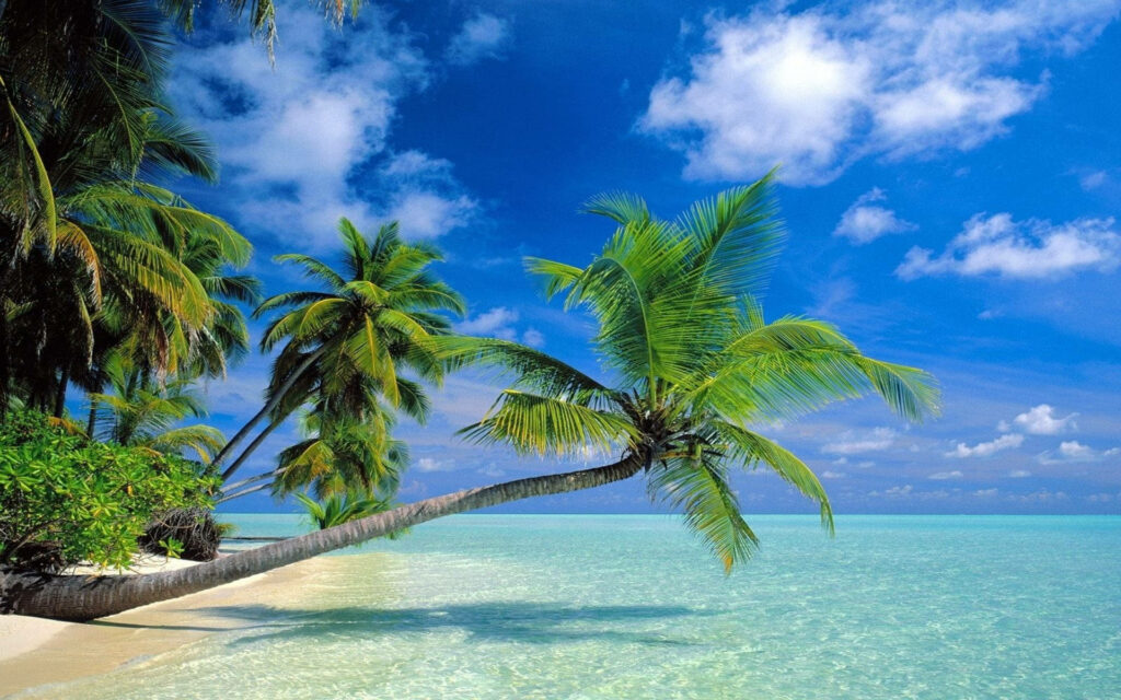 Serene Tropical Paradise: Coconut Trees & Crystal-Clear Blue Water   Wallpaper