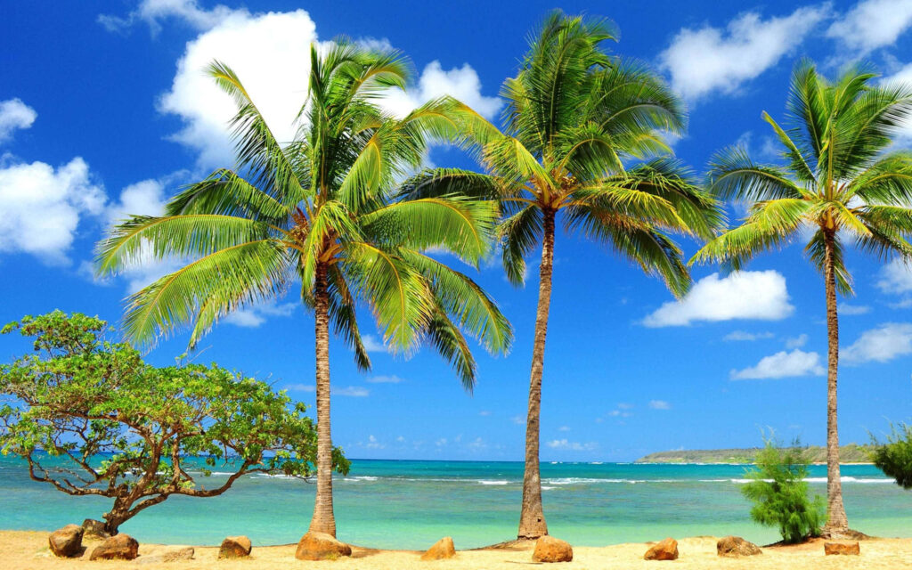 Tropical Paradise Wallpaper: Calm Your Desk with Palm Trees & Turquoise Waters