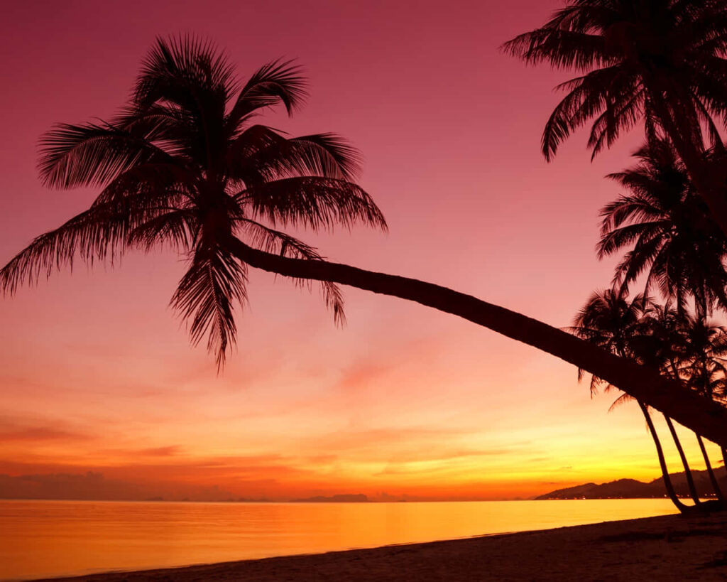 Serene Tropical Sunset Wallpaper with Silhouetted Palm Trees