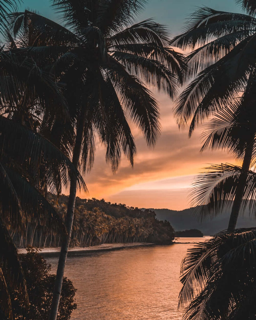 Serene Tropical Sunset Wallpaper with Silhouetted Palm Trees