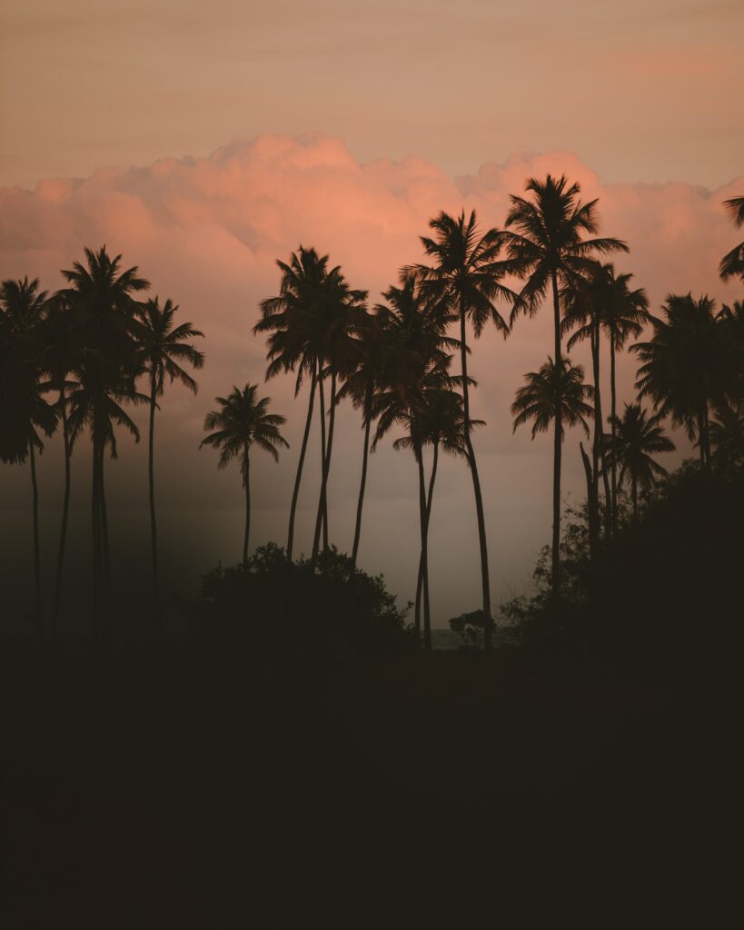 Tall palm trees over dark bushes in serene fog with warm peach pink sunset tones tropical landscape Wallpaper