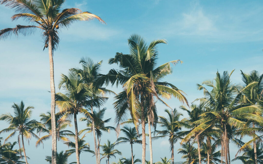 Tropical Palm Trees Wallpaper: Serene Beach Vibe for Your Screen