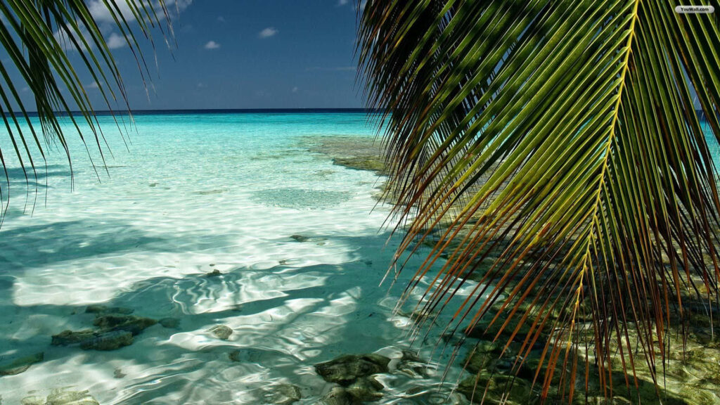Tranquil Tropical Lagoon: Palm Tree & Crystal-Clear Waters Wallpaper