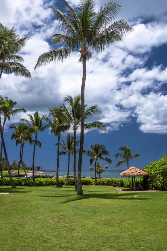 Tropical Paradise iPhone Wallpaper: Palm Trees & Ocean Serenity