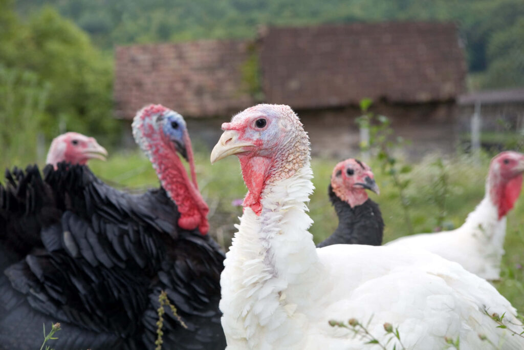 Vibrant Turkeys on a Serene Rustic Farm Background Wallpaper