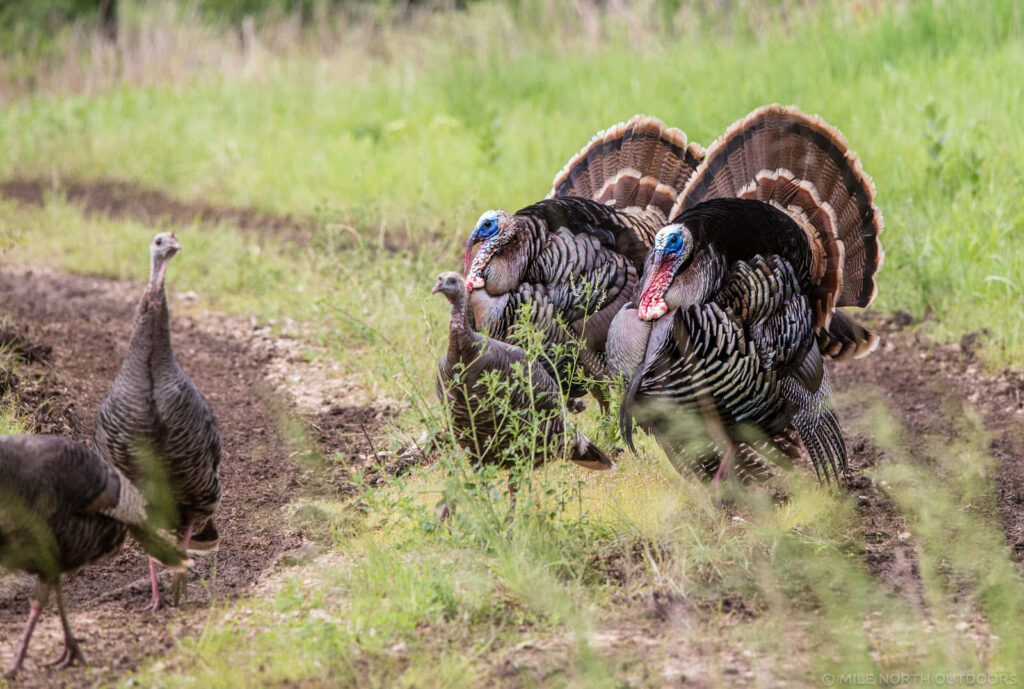 Tranquil Turkey Scene: Vibrant Wallpaper of Turkeys in Lush Field