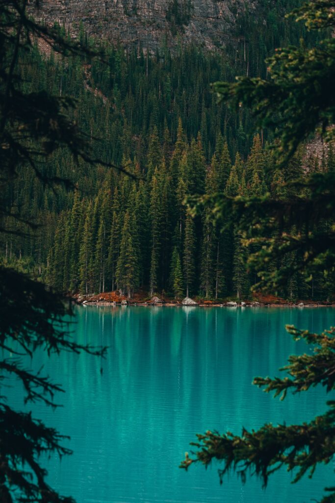 Serene turquoise lake reflecting tall pine trees in dense forest wilderness nature wallpaper background