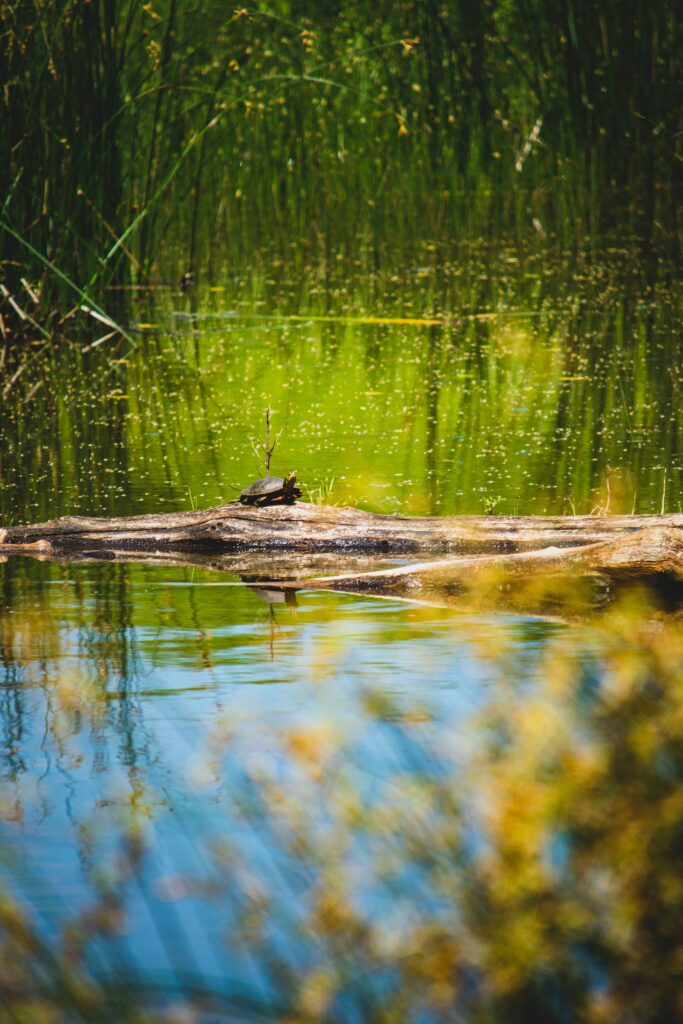 Serene Turtle Basking in Tranquil Lake | Nature Wallpaper